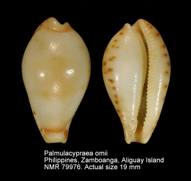 Palmulacypraea omii.jpg - Palmulacypraea omii (Ikeda,1998)